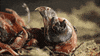 flesh eating bugs GIF by PBS Digital Studios