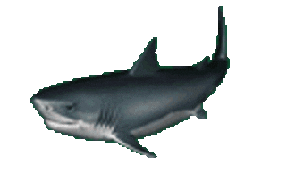 shark Sticker