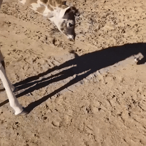 cuteanimalland giphyupload GIF