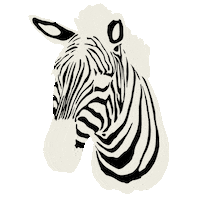 Zebra Sticker by Michelle Rago Destinations