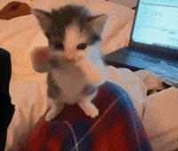 Catty Scuba Cat GIF