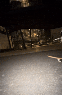 Dog Summer GIF