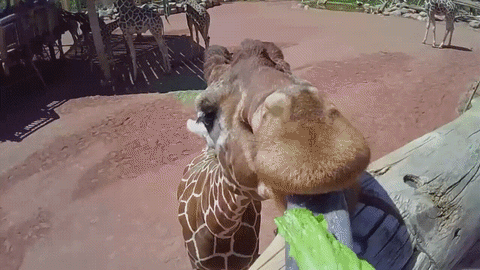 giraffe tongues GIF