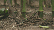 channelseed agriculture corn farmer farming GIF