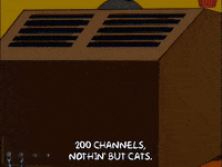 episode 11 cat GIF