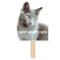 Cat Kitten Sticker
