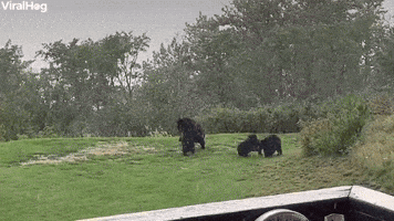 Cute Bear Cubs Wrestle in the Rain