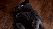 Cat Wow GIF by 5 Minuten - www.5min.at