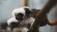 'Rare and Adorable' Cotton-Top Tamarin Monkey Born at Chester Zoo