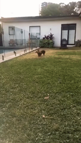 Basil the Sausage Dog Just Loves Playing Fetch