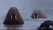 Marine Mammal Ocean GIF by Mission Blue
