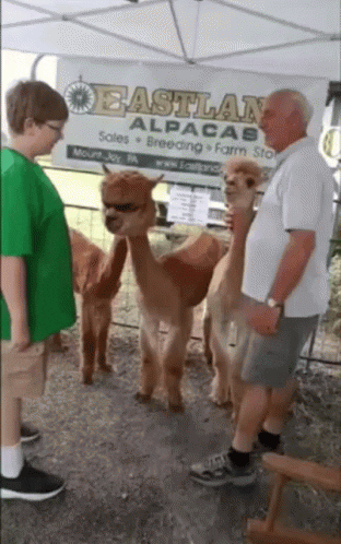 Alpaca GIF by memecandy