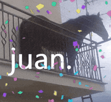 CrystalDestoyer meme mexico horse mexican GIF