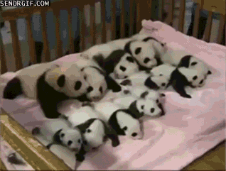 baby panda GIF