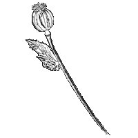 Hailee Steinfeld Flower Sticker by Apple TV+