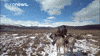 Mongolia Douhka GIF by euronews