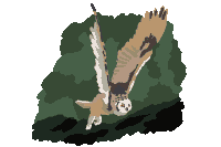 grand duc Sticker by Marc Lariviere