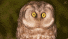 Owl What GIF by Honda