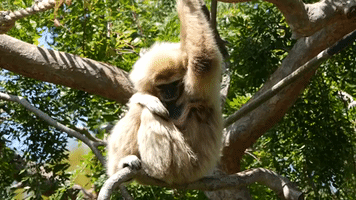 Baby Gibbon Born in Oakland Zoo
