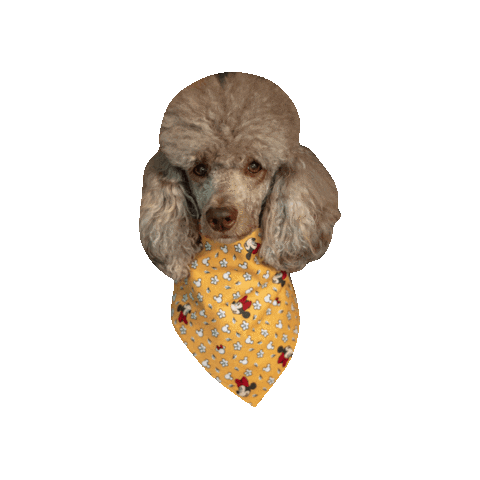 Minnie Mouse Poodle Sticker by Geekster Pets