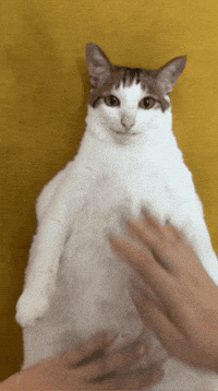 Happy Cat GIF