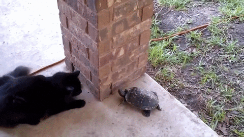 cat turtle GIF