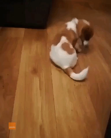 Puppy Faceplants After Making Himself Dizzy