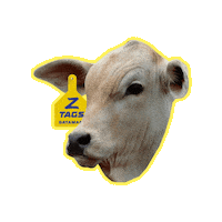 datamarsbrasil tags campo vaca pecuaria Sticker