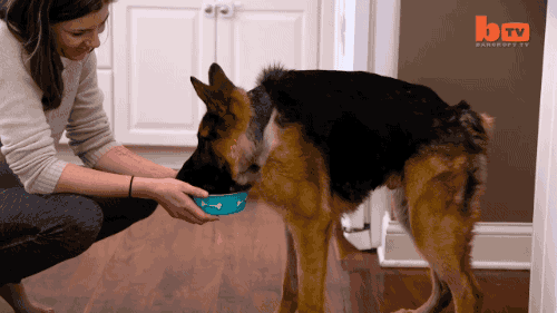 tastefullyoffensive GIF