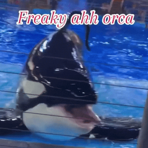 Sea World Whale GIF by Respective
