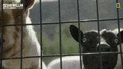 Dogwhisperer GIF by National Geographic Channel