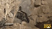 Big Cat GIF by Brookfield Zoo