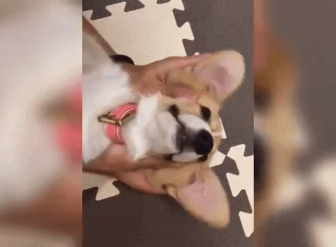 dog love GIF by Pamily
