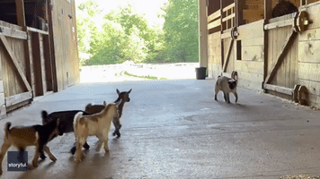 No Thanks, Kid: Barn Cats Uninterested in Baby Goats' Efforts to Engage
