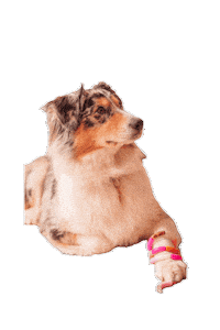 Chien Marpo Sticker by Ateliermarpo