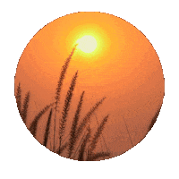 heruskadantas coffee video good morning coffe Sticker