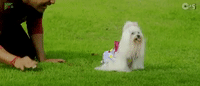 veerey di wedding bollywood GIF
