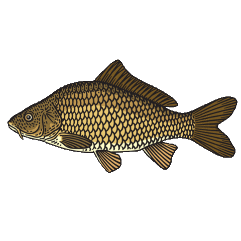 Carpe Sticker by Pecheur.com