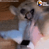 Dog GIF by The Dodo