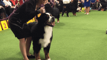 dog show GIF by Westminster Kennel Club