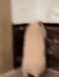 Shock Hamster GIF