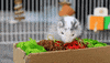 Ferret GIF by Oxbow Animal Health