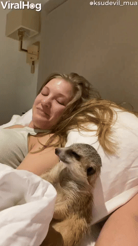 Tired Meerkat Wants Movie Time to End