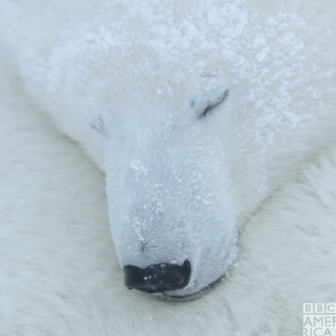 Tired Polar Bear GIF by BBC America