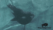 I Love You Spinning GIF by Brookfield Zoo