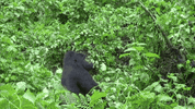 territori  GIF