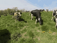 Cow GIF by Organic Valley