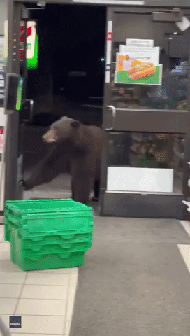 Persistent Bear Nearly Squirted With Hand Sanitizer at Northern California 7-Eleven Store