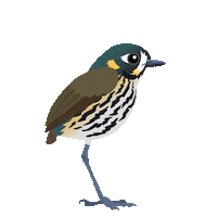 Bird Colombia Sticker