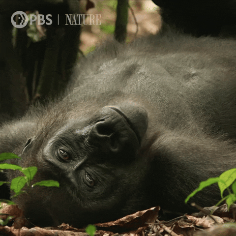 Tired Wildlife GIF by Nature on PBS